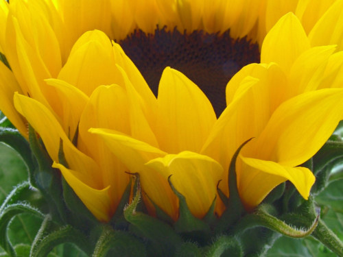 040713 sun flowers 013a