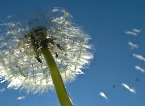 090521 StarBurstDandelions 75a