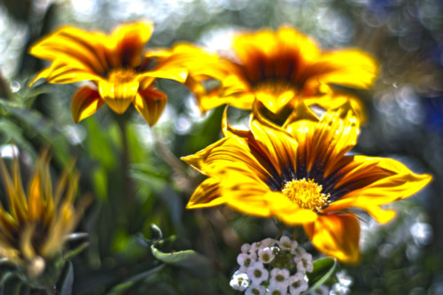 110828 Flowers_HDR2