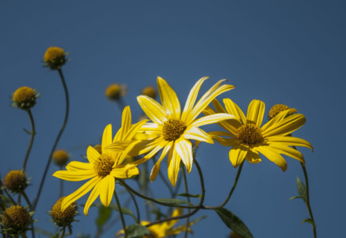 120916 Tall Yellow Flowers0127