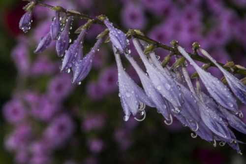 140629 lavender lilly raindrops 386