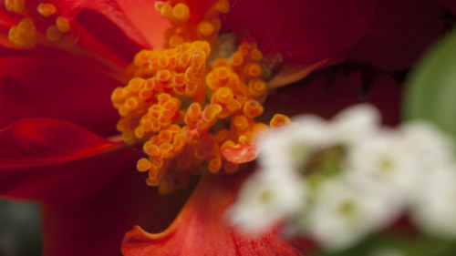 150518 orange begonia white alysum 030